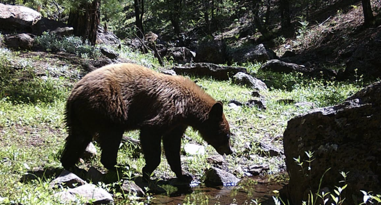 Oso en los bosques mexicanos. La Cabeza De Ratón