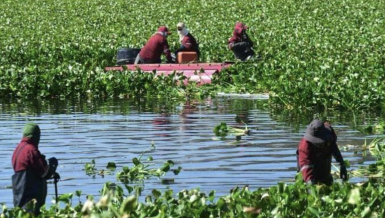 Presa Endhó.  La Cabeza De Ratón